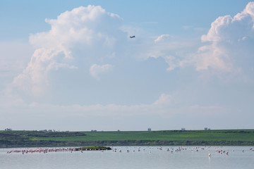 Fototapeta na wymiar Flock of birds pink flamingo on the background of a flying airplane. The salt lake in the city of Larnaca, Cyprus.