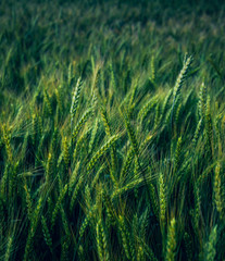 Fields of golden wheet