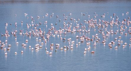 flock of birds pink flamingo on the salt lake in the city of Larnaca, Cyprus