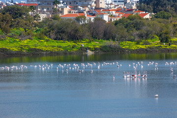 flock of birds pink flamingo on the salt lake in the city of Larnaca, Cyprus