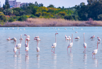 Fototapeta premium flock of birds pink flamingo on the salt lake in the city of Larnaca, Cyprus
