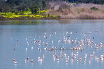 flock of birds pink flamingo on the salt lake in the city of Larnaca, Cyprus