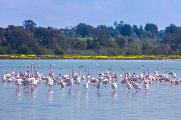 Fototapeta premium flock of birds pink flamingo on the salt lake in the city of Larnaca, Cyprus