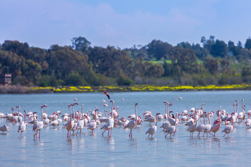 Fototapeta premium flock of birds pink flamingo on the salt lake in the city of Larnaca, Cyprus