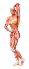 3D Rendering Female Anatomy Figure on White