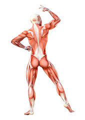 3D Rendering Female Anatomy Figure on White