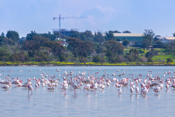 Obraz premium flock of birds pink flamingo on the salt lake in the city of Larnaca, Cyprus