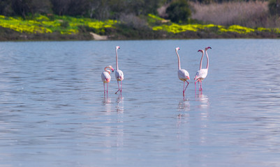 flock of birds pink flamingo on the salt lake in the city of Larnaca, Cyprus