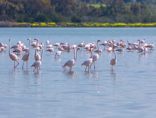 Naklejka premium flock of birds pink flamingo on the salt lake in the city of Larnaca, Cyprus