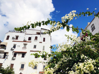    Residential buildings blossom tree branch  in Rishon Le Zion, Israel