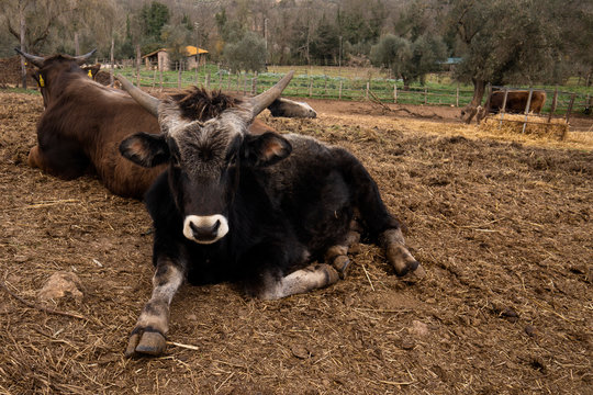 Mucca razza maremmana che riposa al mattino all'interno del recinto della fattoria biodinamica