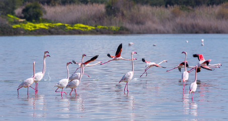flock of birds pink flamingo on the salt lake in the city of Larnaca, Cyprus