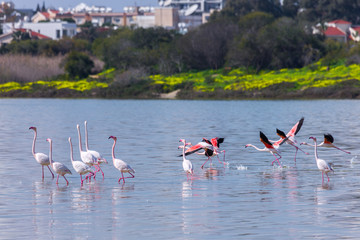 Birds pink flamingo on the salt lake run over the surface of the water. Larnaca, Cyprus