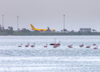 Flock of birds pink flamingo on the background of a airplanes in the airport. The salt lake in the city of Larnaca, Cyprus.