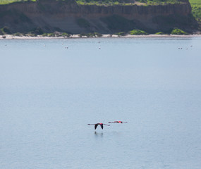 Flock of birds pink flamingo flying over the surface of the water.