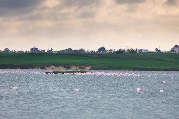 flock of birds pink flamingo on the salt lake in the city of Larnaca, Cyprus