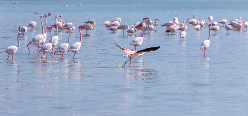 Fototapeta premium Birds pink flamingo on the salt lake run over the surface of the water.