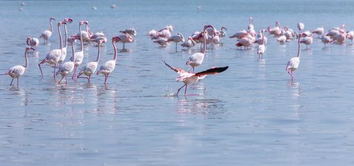 Birds pink flamingo on the salt lake run over the surface of the water.