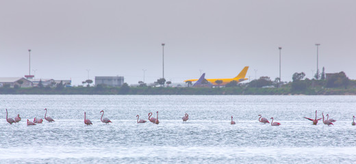 Flock of birds pink flamingo on the background of a airplanes in the airport. The salt lake in the city of Larnaca, Cyprus. © Sodel Vladyslav