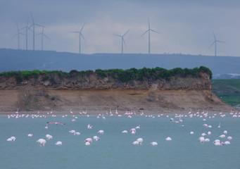 Flock of birds pink flamingo on the salt lake in the city of Larnaca, Cyprus. Powerful windmills on the landscape background.