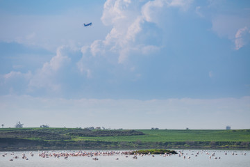 Flock of birds pink flamingo on the background of a flying airplane. The salt lake in the city of Larnaca, Cyprus.