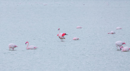 flock of birds pink flamingo on the salt lake in the city of Larnaca, Cyprus