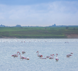Naklejka premium flock of birds pink flamingo on the salt lake in the city of Larnaca, Cyprus