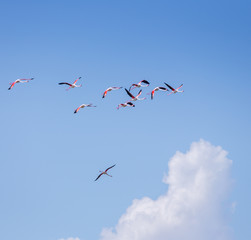 Obraz premium Flock of birds pink flamingo flying against a background of pure blue sky.