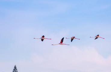 Flock of birds pink flamingo flying against a background of pure blue sky.