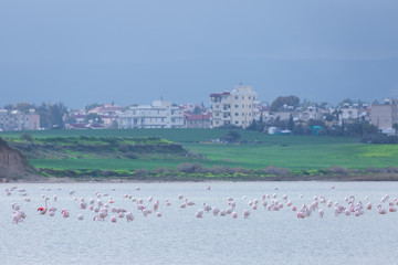 flock of birds pink flamingo on the salt lake in the city of Larnaca, Cyprus