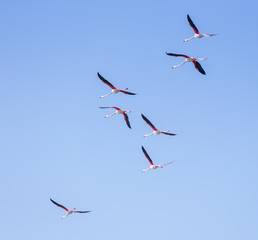 Flock of birds pink flamingo flying against a background of pure blue sky.