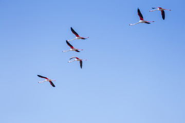 Flock of birds pink flamingo flying against a background of pure blue sky.
