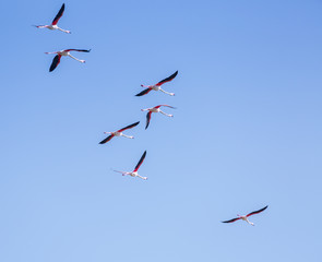 Flock of birds pink flamingo flying against a background of pure blue sky.