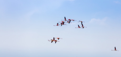 Flock of birds pink flamingo flying against a background of pure blue sky.