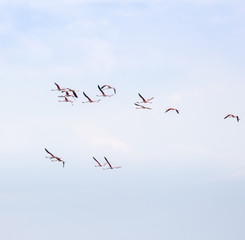 Flock of birds pink flamingo flying against a background of pure blue sky.