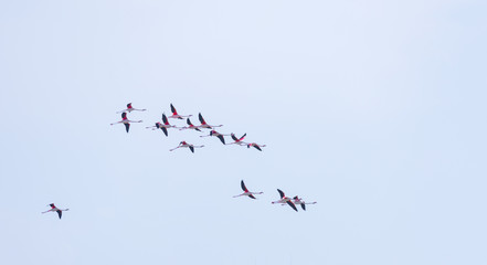 Flock of birds pink flamingo flying against a background of pure blue sky.
