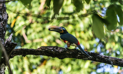 Tucan happy between nature