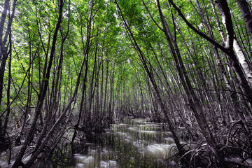Fototapeta na wymiar Nature background, photo of beautiful mangrove forest at Ban Ko Klang, Krabi province, Thailand.