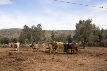 Mucche di razza maremmana brucano il fieno nel loro recinto in una fattoria biodinamica toscana