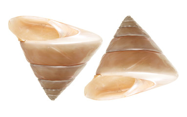 Seashells