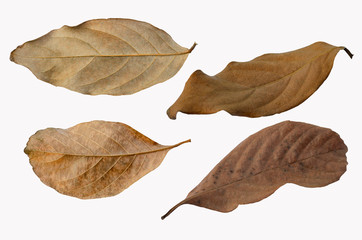 Naklejka premium Brown dry leaves with isolated white background