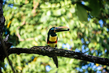 Tucan happy between nature