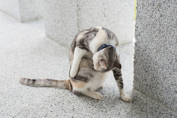 little cat wash