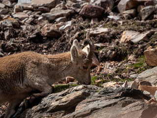 Iberian wild goat (Capra pyrenaica) grazing and climbing in the mountain in Salamanca, Spain