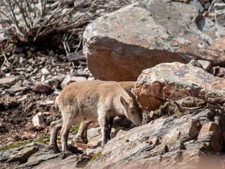 Iberian wild goat (Capra pyrenaica) grazing and climbing in the mountain in Salamanca, Spain