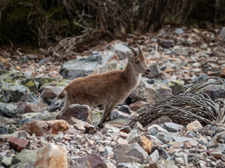 Iberian wild goat (Capra pyrenaica) grazing and climbing in the mountain in Salamanca, Spain