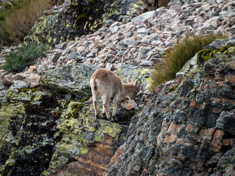 Iberian wild goat (Capra pyrenaica) grazing and climbing in the mountain in Salamanca, Spain