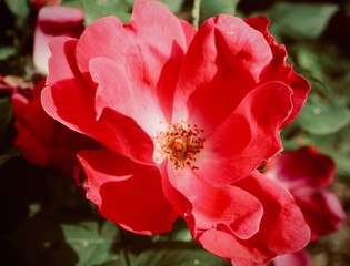 Obraz premium Vibrant Red Rose Bloom