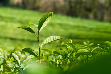 The stalk of the tea Bush green . The northernmost tea in the world grows in Sochi. Tea plantation Matsesta tea.