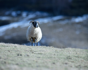 Lone sheep in Scotland